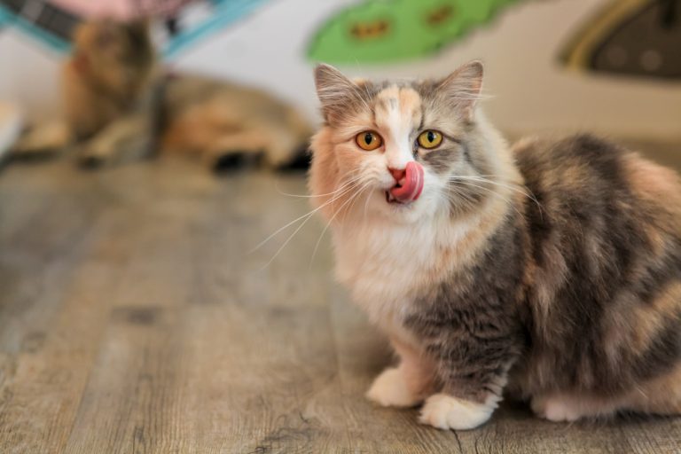 How Much Will Cat Sitting Cost Me in 2026? Hourly & Daily Rates - Catster