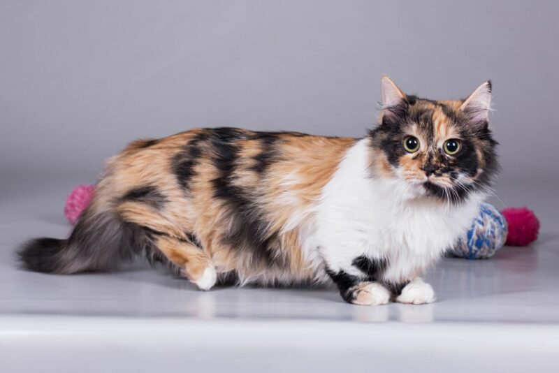 Munchkin-cat-orange-white-black-coat-