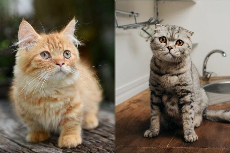 Munchkin cat vs Scottish fold cat breed