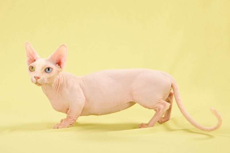 Munchkin cross Sphynx Bambino