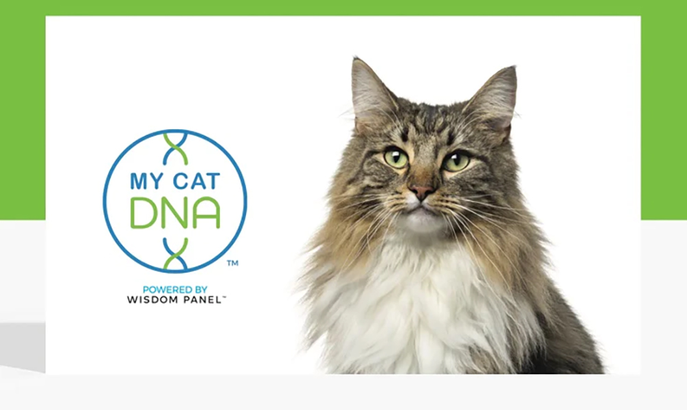 My Cat DNA test kit