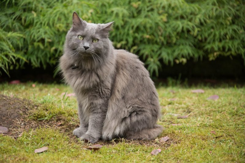 Nebelung Cat sitting on the grass