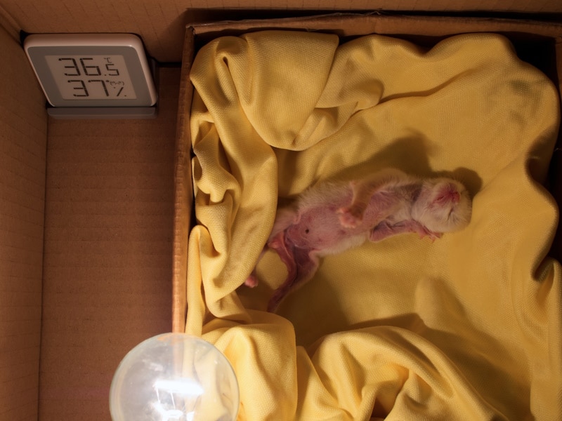 Newborn kitten in a box with heat lamp