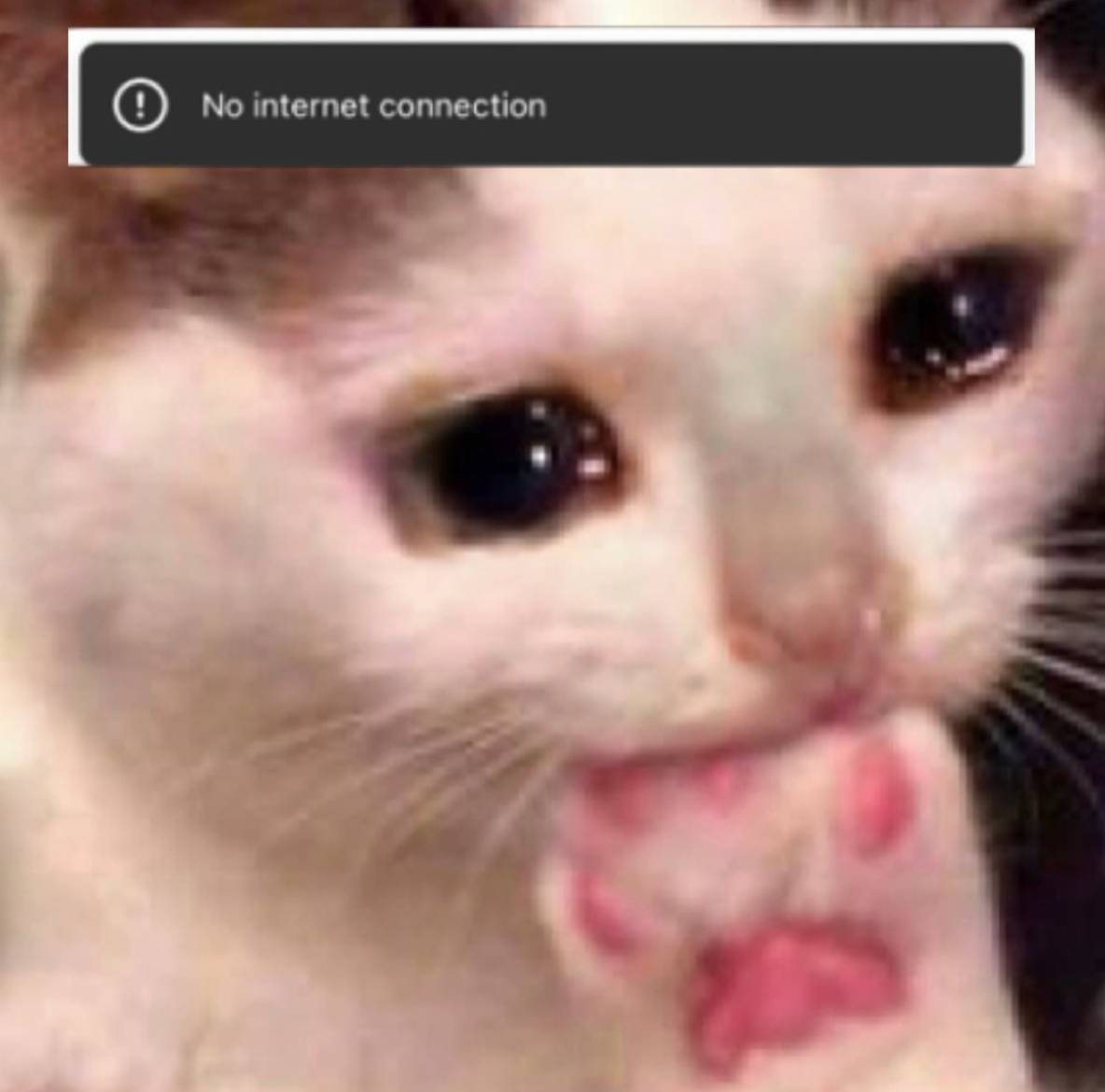 No Internet Kitty