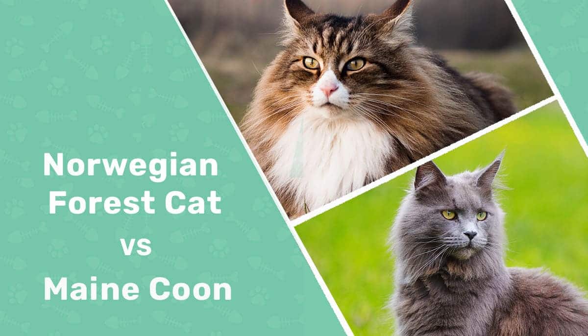 Norwegian Forest Cat vs Maine Coon