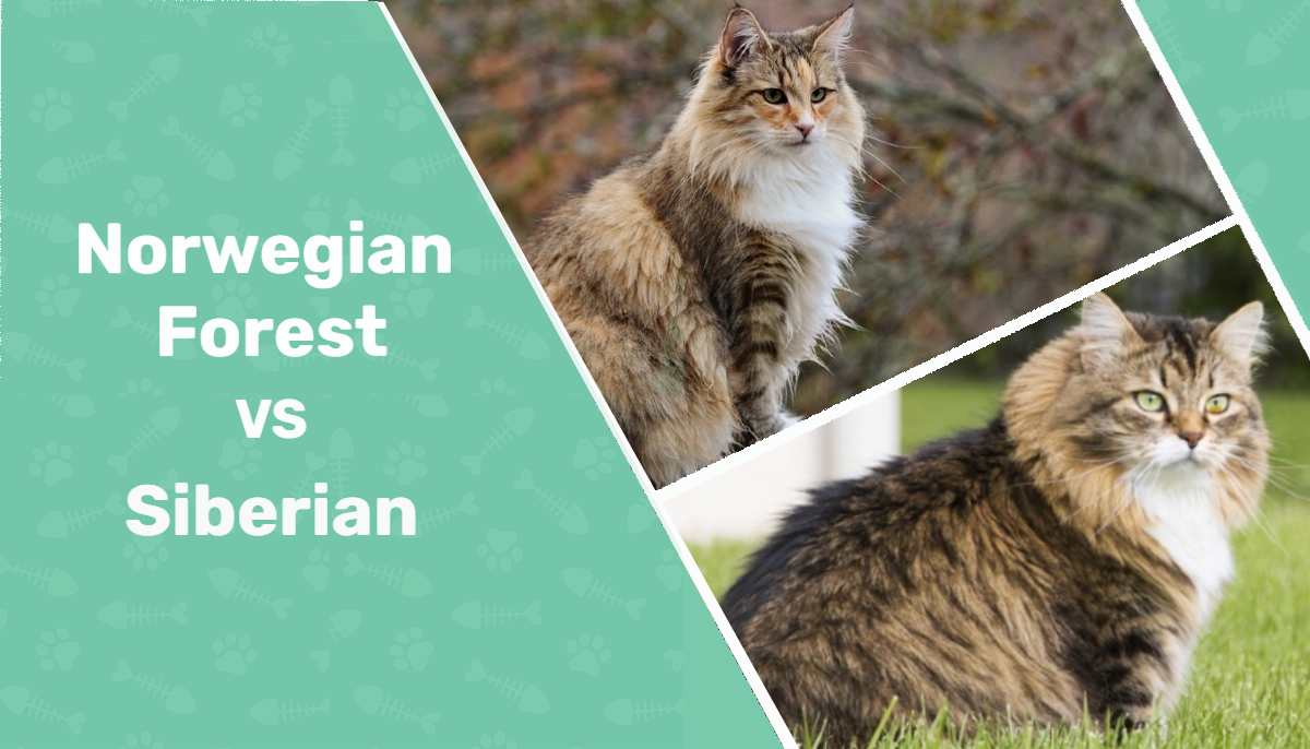Norwegian Forest cat and Siberian cat 1