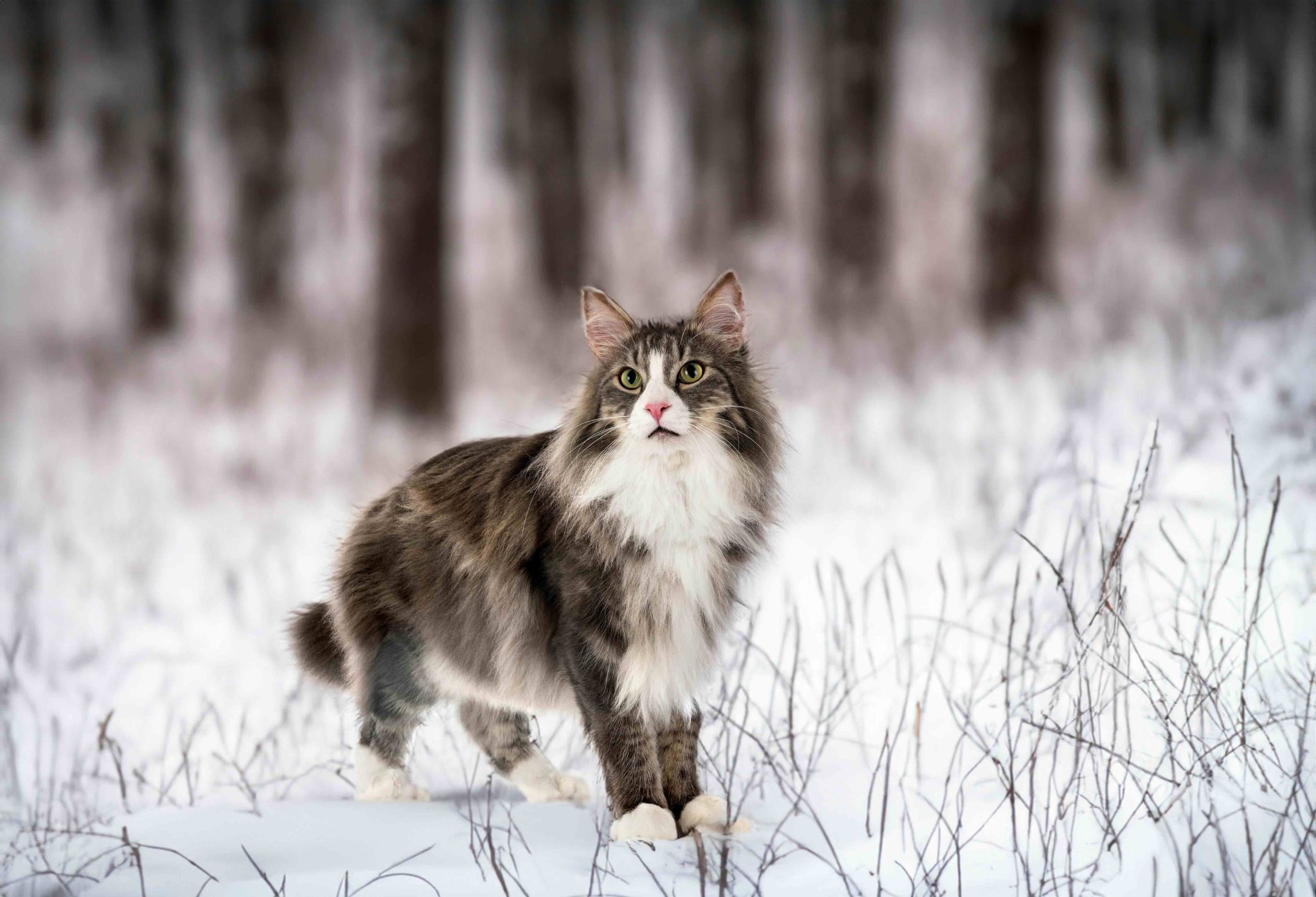 Norwegian Forest cat in front of white background