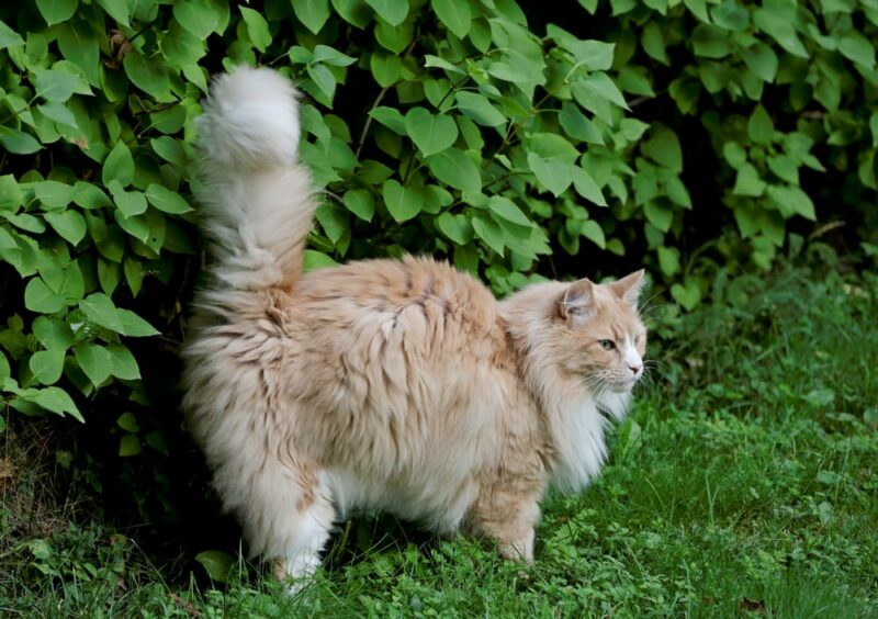 Norwegian forest cat male marking its territory