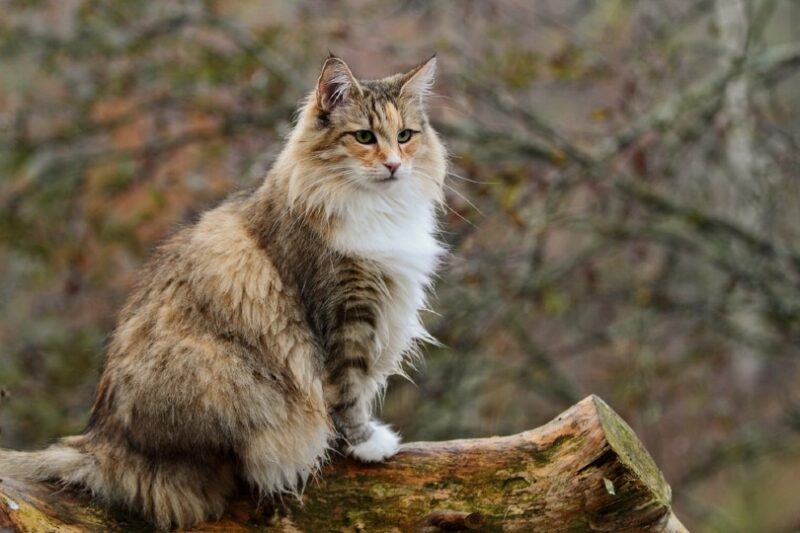 Norwegian forest cat sitting on a log