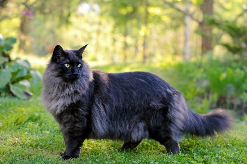 Norwegian forest cat walking outdoor