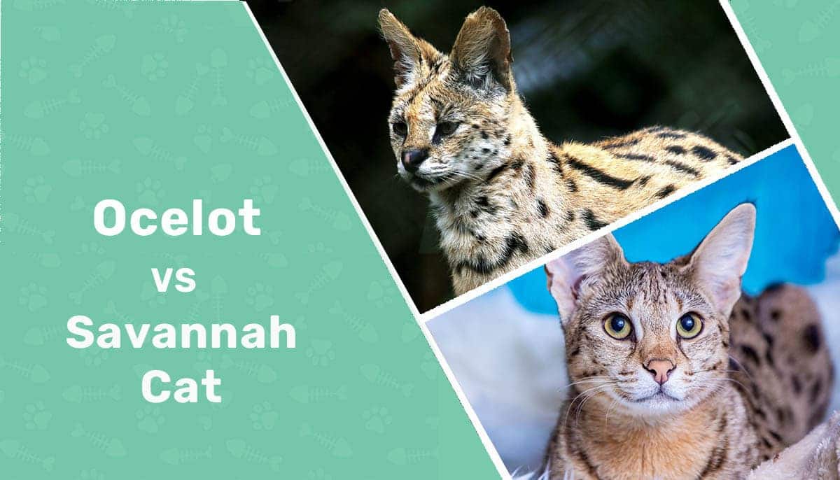 Ocelot vs Savannah Cat