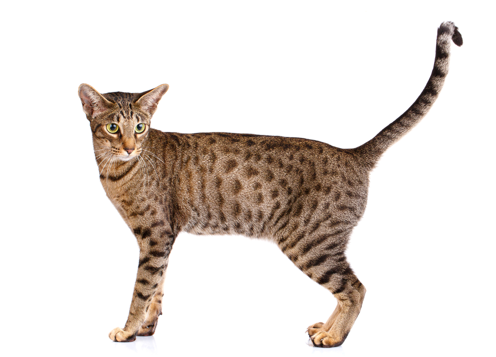 Ocicat standing on a white background