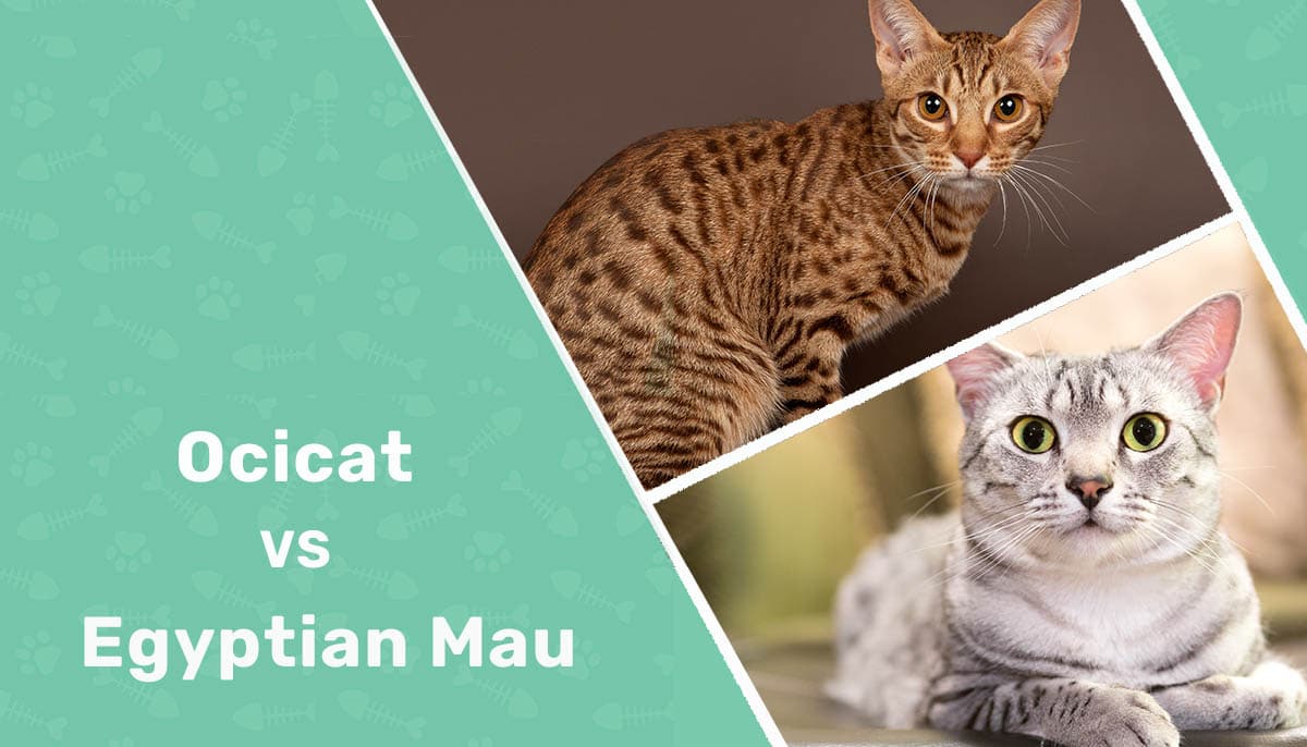 Ocicat vs Egyptian Mau
