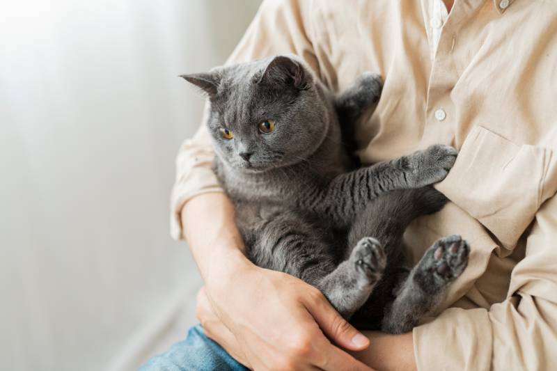 One man working remotely and a cat