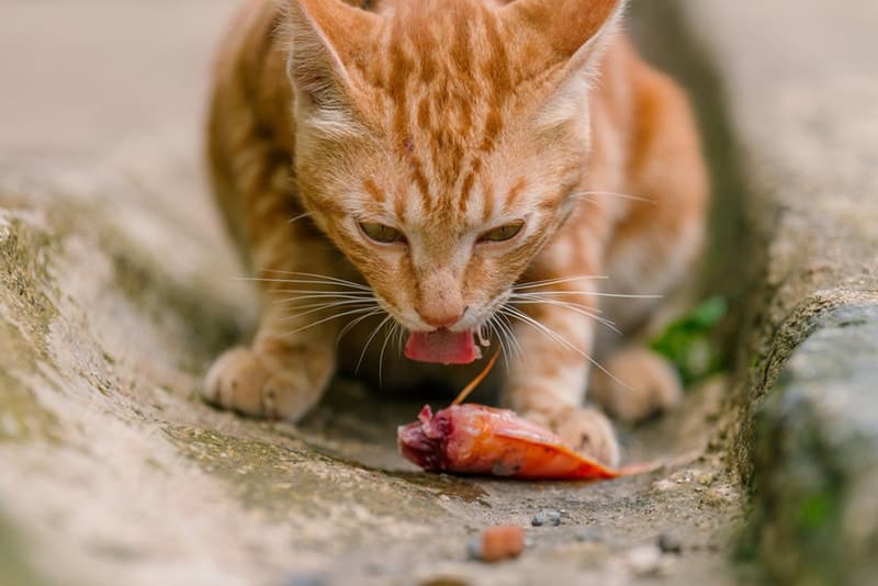 Orange Cat eat raw Fish