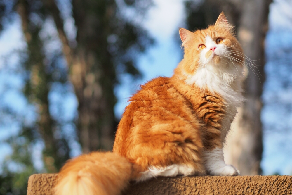 Orange-Long-Haired-Bi-Color-Doll-Face-Persian-Cat