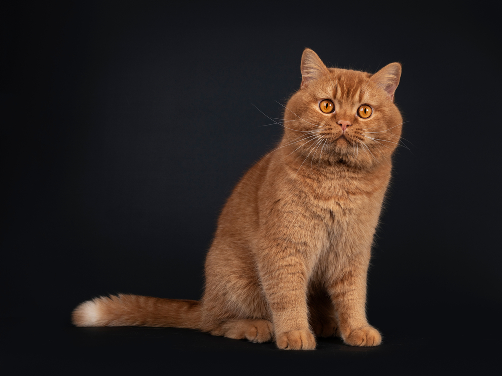 Orange Shorthair Cat