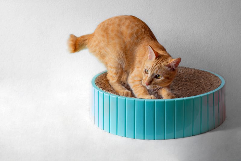 Orange Tabby Cat scratching nails on blue Round cardboard cat scratcher isolated on white background