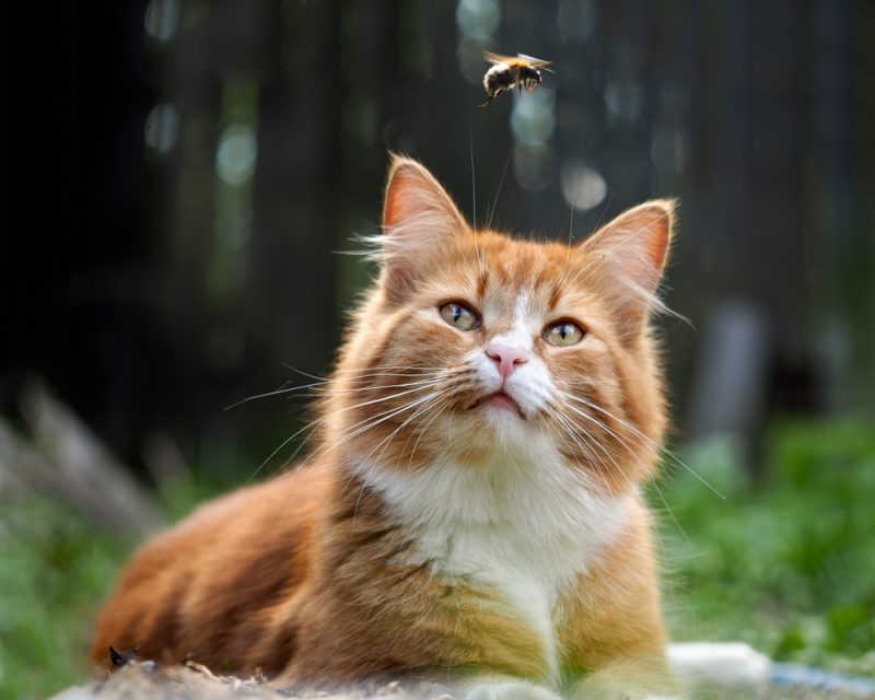 orange cat outside watching bee bug insect