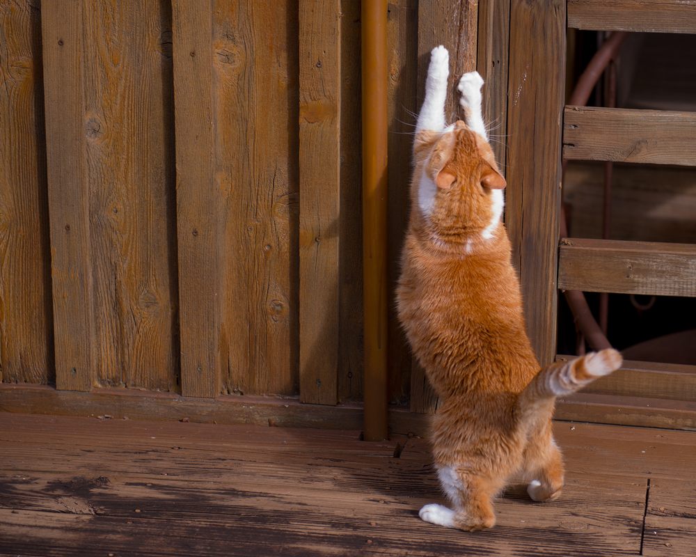 Orange cat screatching wood