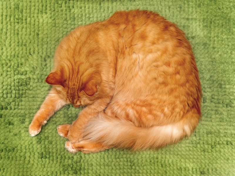 Orange cat sleeping on bathroom rug