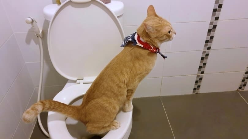 Orange cat trained to use the toilet