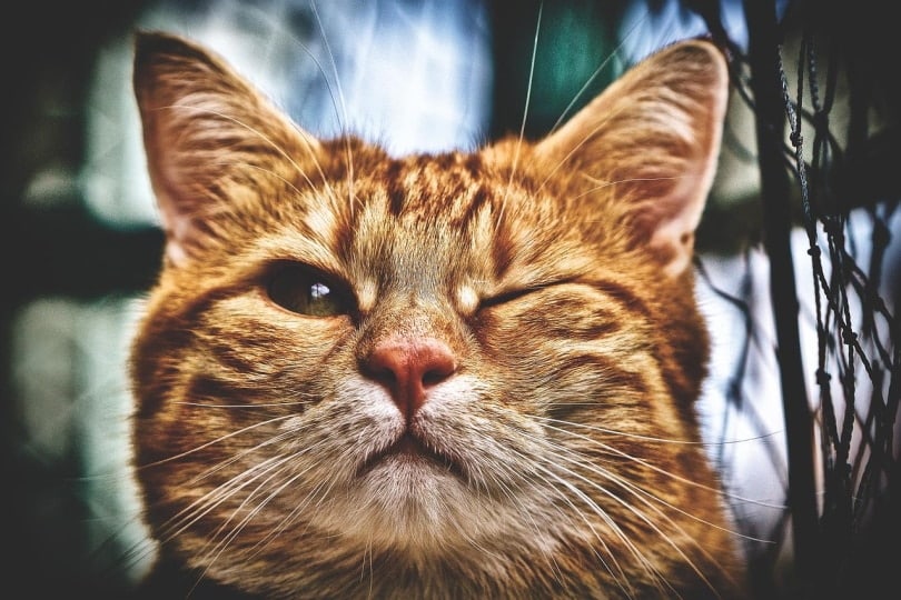 Orange cat with one eye
