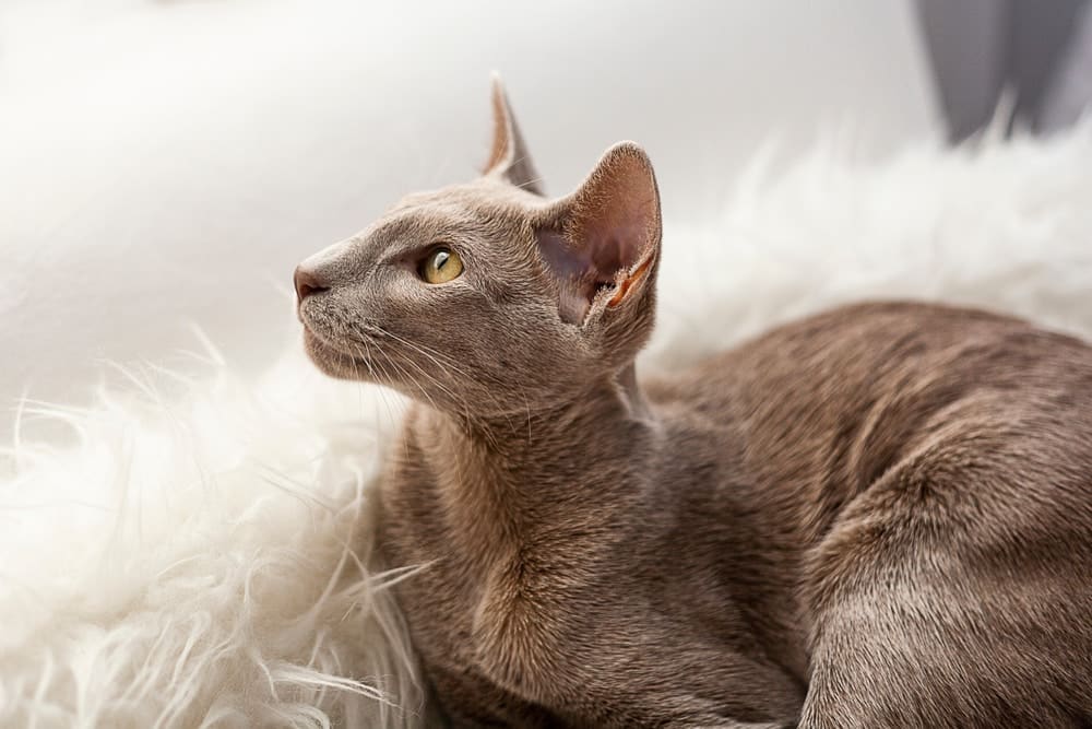 Oriental Shorthair cat looking up