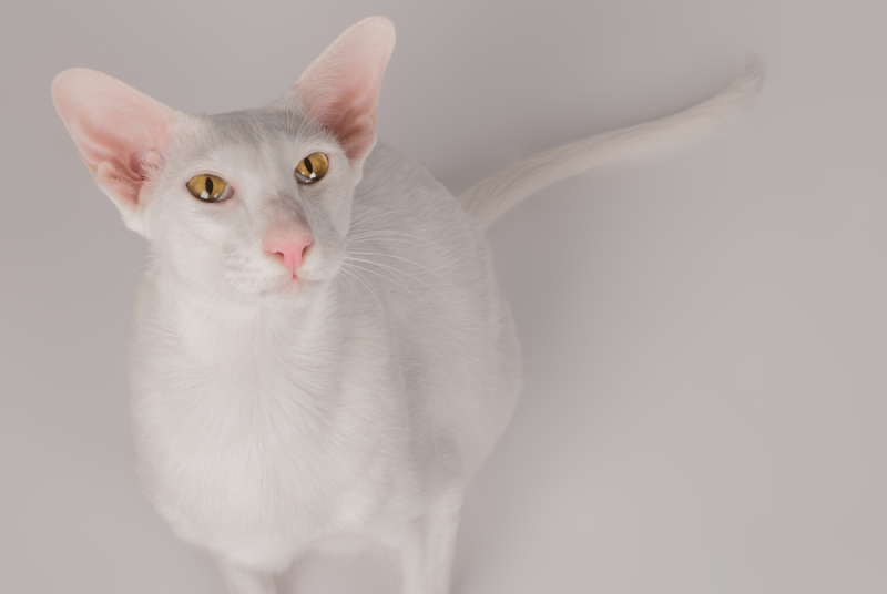 8 Most Common Cat Colors (With Info, Pictures & Breeds) Catster