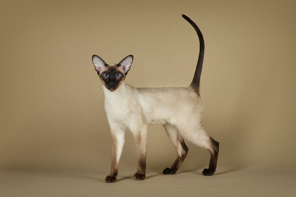 Oriental siamese cat