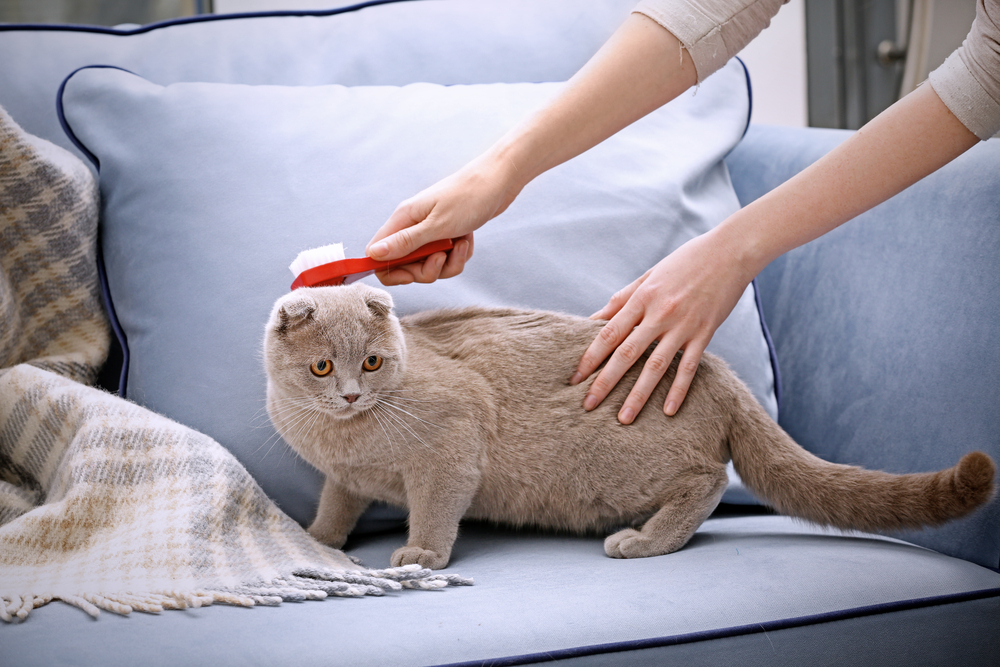 Owner brushing cute cat at home