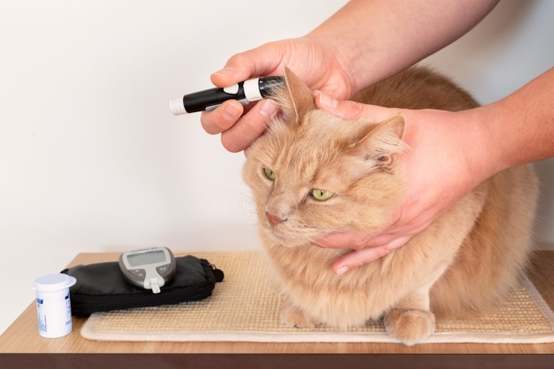 Owner checking cat's blood sugar