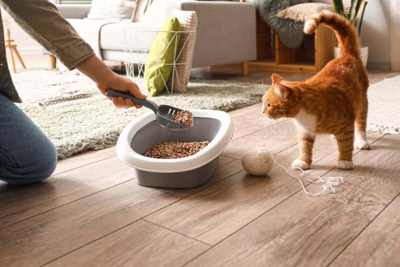 Owner cleaning cat litter box at home