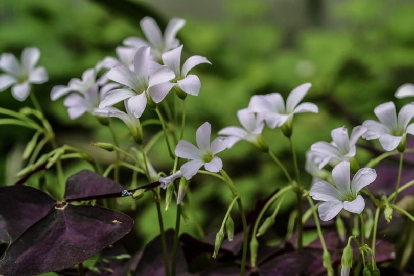 Oxalis plant with flowers