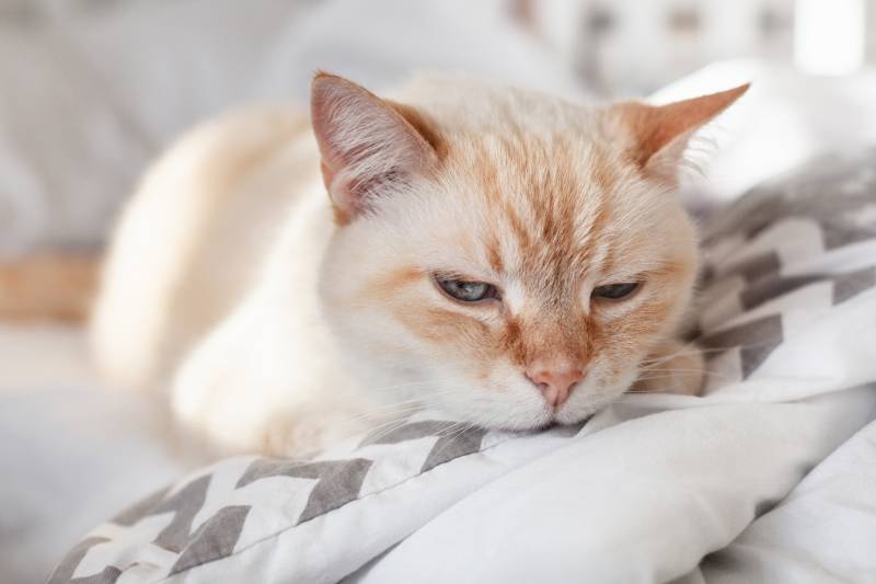 Pale domestic cat on the bed with a zigzag sheet