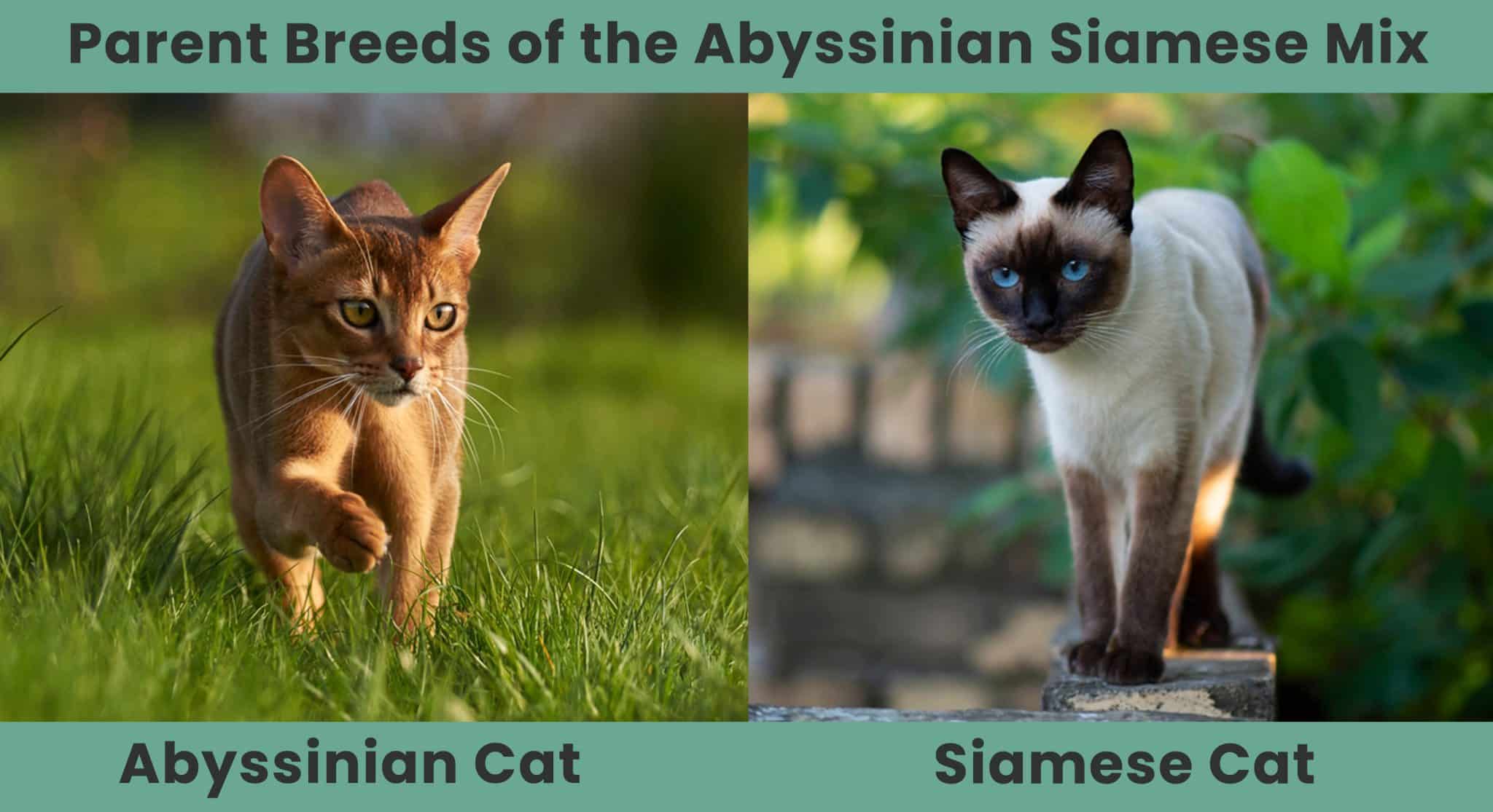 Parent Breed of Abyssinian Siamese Mix