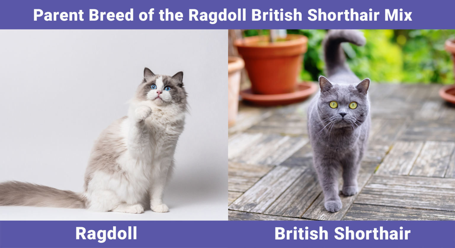 Ragdoll British Shorthair Mix: Info, Pictures, Temperament & More - Catster