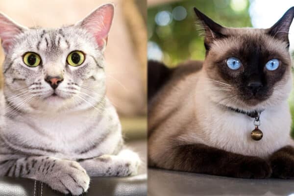 Parent Breeds of Egyptian Mau Siamese Mix
