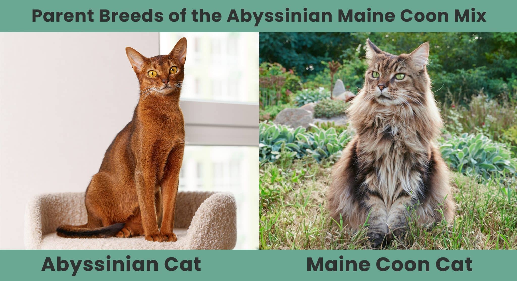 Parent Breeds of the Abyssinian Maine Coon Mix