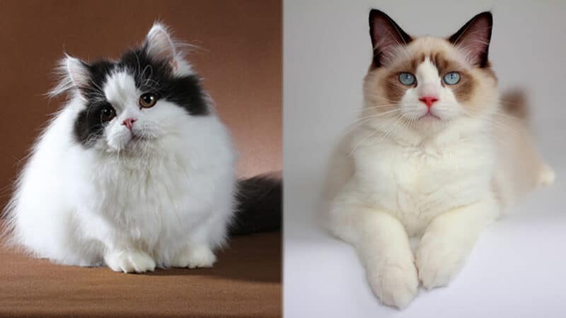 Parent Breeds of the Munchkin Ragdoll Mix