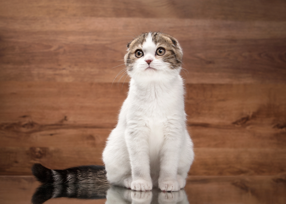 Parti-Colored Scottish Fold