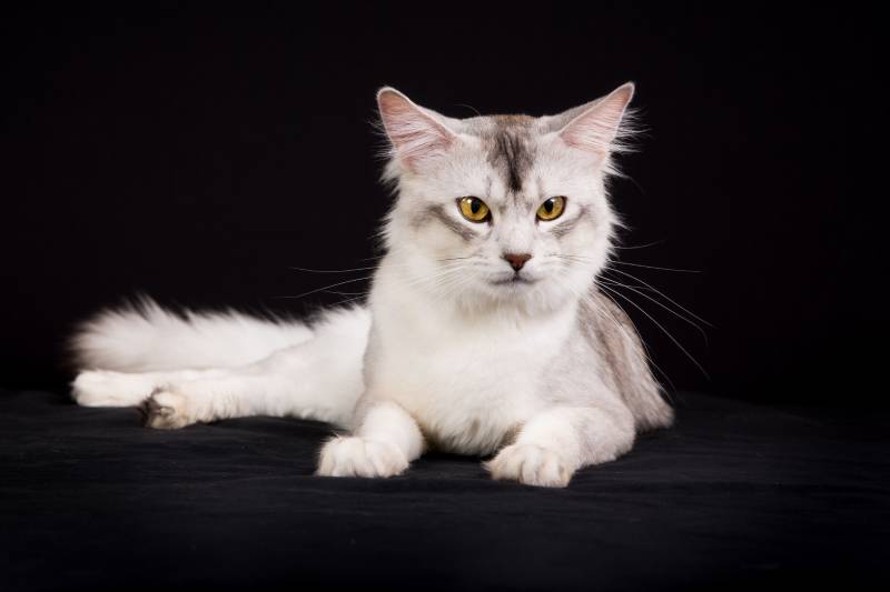 Pedigree white and grey Somali cat photographed indoors in studio on black background