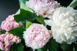 Are Peonies Poisonous to Cats? Vet-Verified Risks & Safety Tips - Catster
