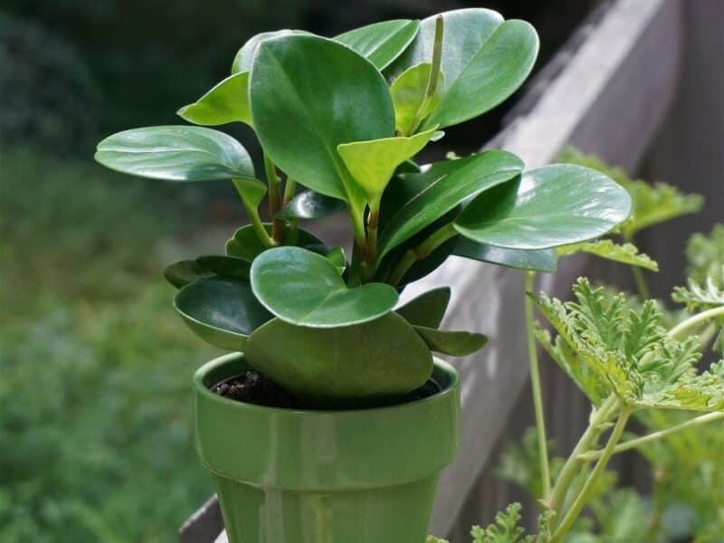 Is Peperomia Toxic to Cats? VetReviewed Houseplants Examined Catster