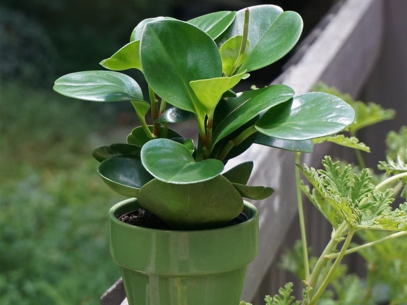 Peperomia plant in a green pot