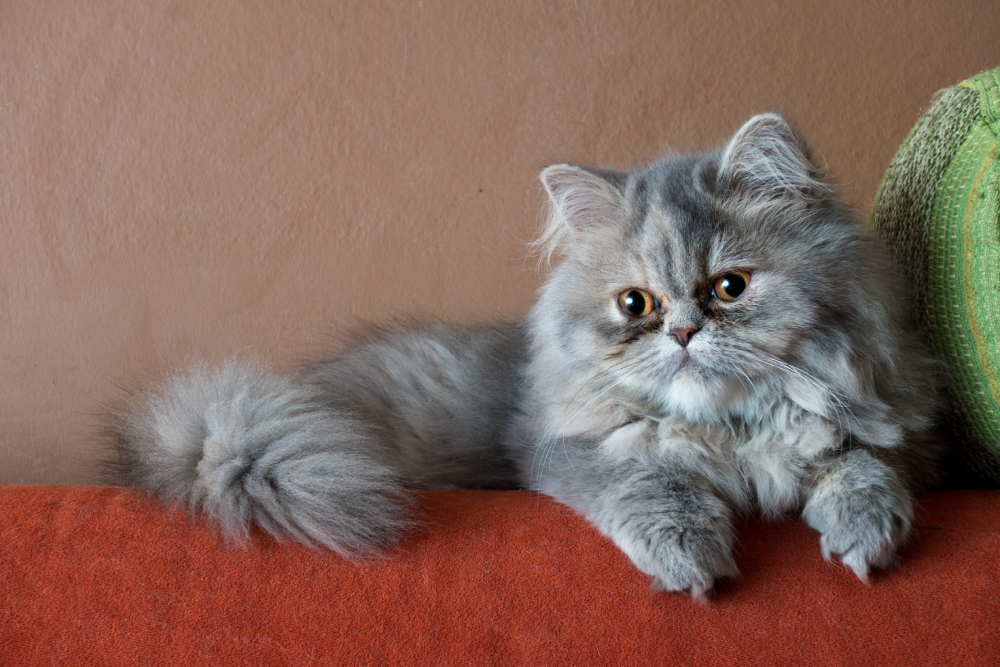 Persian Cat lying on the couch