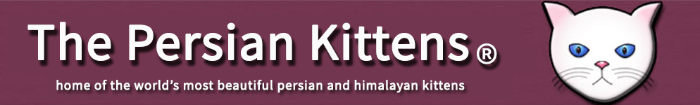Persian Kittens