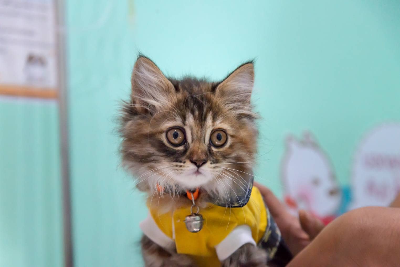 Persian Scottish Fold Mix