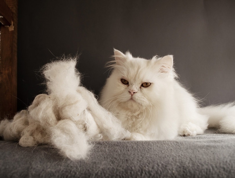 Persian cat and a pile of shedded cat hair
