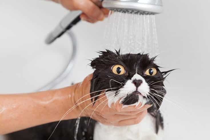 Persian cat bathing